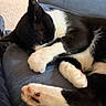 cat, black_and_white, sleeping, paw, close_up, feline, pet, cozy, cushion, indoor, resting, fur, whiskers, pink_paw_pads, soft, cute, animal, relaxing, domestic_cat, napping