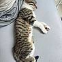 Luna a rejoint le concours — aidez-le/la à gagner de superbes lots ! kitten, cat, sleeping, tabby, feline, pet, animal, fur, paw, cute, resting, indoors, cozy, gray, striped, whiskers, young, domestic, relaxed, bed