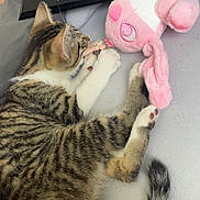 Luna participe au concours pour gagner de l'argent avec cette photo : kitten, tabby, cat, toy, plush_toy, pink, playing, indoor, pet, sleeping, resting, paw, tail, striped, feline, cute, domestic, remote_control, bed, soft_surface