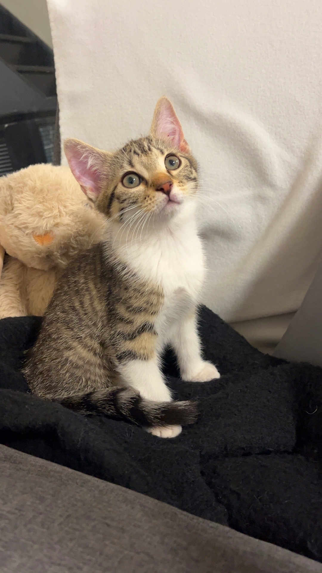 Luna a rejoint le concours — aidez-le/la à gagner de superbes lots ! kitten, tabby, cat, pet, animal, feline, cute, young, fluffy, whiskers, ears, tail, blanket, stuffed_toy, teddy_bear, indoor, soft, curious, sitting, cozy