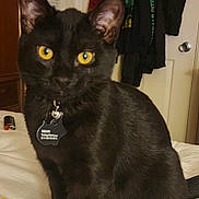 Bear is registered to the contest to win money with this photo: animal, bed, black_cat, cat, collar, cozy, curious, domestic_cat, ears, feline, fur, golden_eyes, home, indoor, name_tag, paw, pet, sitting, tail, whiskers