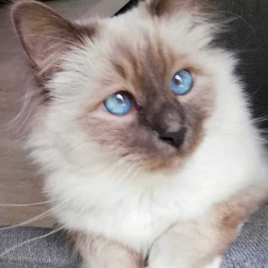 Nixon a rejoint le concours — aidez-le/la à gagner de superbes lots ! animal, blue_eyes, calm, cat, close_up, cute, domestic_cat, ears, feline, fluffy, front_paws, gray_fabric, indoor, looking_away, pet, portrait, resting, soft_fur, whiskers, young_cat