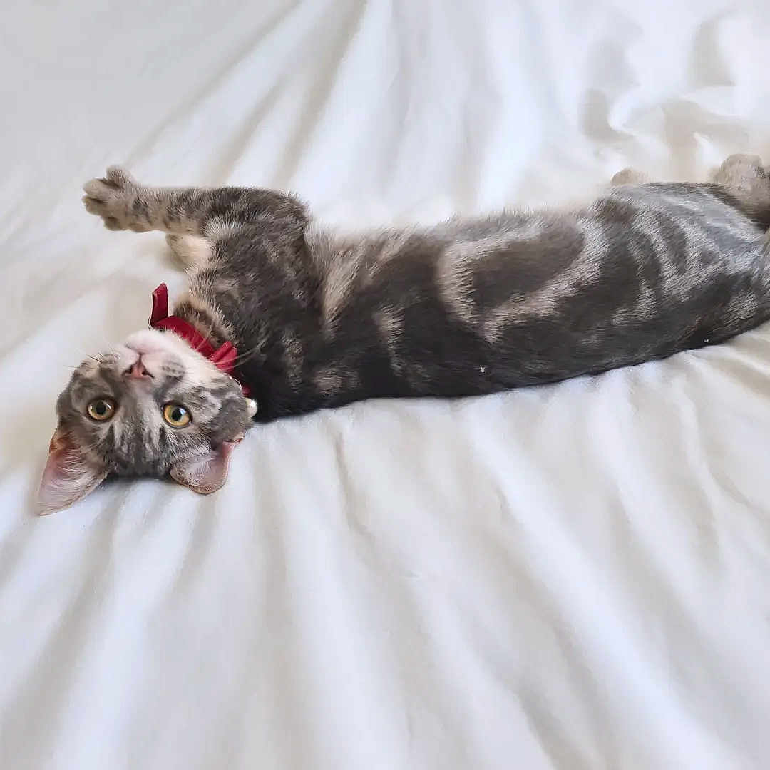 Uniz a rejoint le concours — aidez-le/la à gagner de superbes lots ! animal, bed, cat, collar, curious, cute, domestic_animal, ears, eyes, feline, fur, indoor, looking, lying_down, paw, pet, stretching, tabby, whiskers, white_bedspread