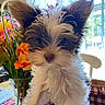 Gracie joined the competition — help win amazing prizes! puppy, dog, fluffy, ears, indoor, flowers, vase, table, window, natural_light, curious, pet, cute, small, fur, animal, domestic, brown, white, background