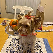 Gracie joined the competition — help win amazing prizes! dog, small_dog, table, chair, fruit_bowl, orange, kiwi, napkin, floral_pattern, hair_accessory, collar, indoor, wooden_table, paper, bag, window_blinds, pet, domestic_animal, cute, sitting