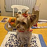 dog, small_dog, table, chair, fruit_bowl, orange, kiwi, napkin, floral_pattern, hair_accessory, collar, indoor, wooden_table, paper, bag, window_blinds, pet, domestic_animal, cute, sitting