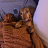 person, dog, dachshund, blanket, knitwear, indoor, couch, pillow, relaxing, casual, brown, gray_shirt, jewelry, chain_necklace, pet, companion, comfort, resting, warm, snug
