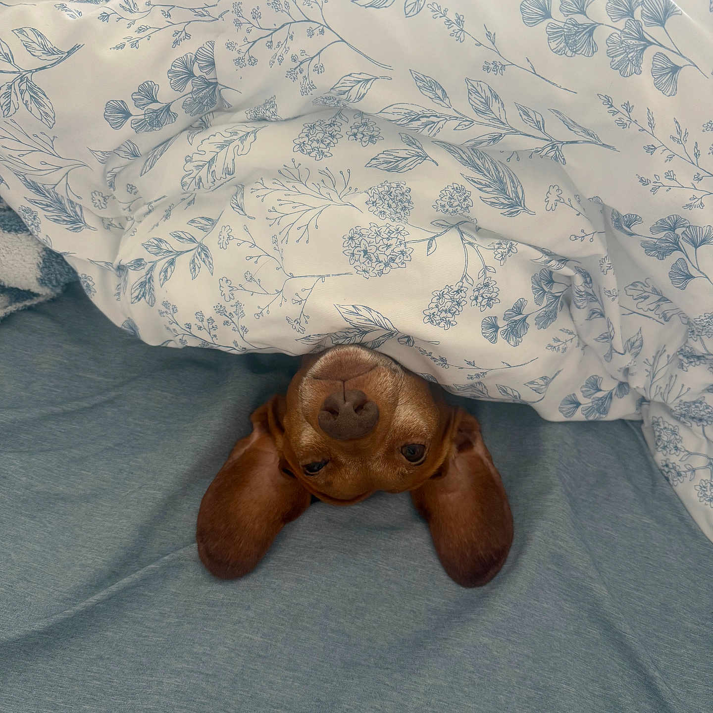 Sammy joined the competition — help win amazing prizes! dog, brown_dog, blanket, bed, upside_down, floral_pattern, blue, cozy, pet, cute, ears, snout, fur, sleeping_area, resting, indoor, comfort, playful, animal, domestic