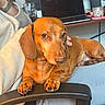 Sammy joined the competition — help win amazing prizes! dog, dachshund, pet, lap, chair, armrest, person, sitting, indoor, laptop, desk, glass, furniture, brown_dog, short_hair, paw, watch, casual_clothing, home_office, relaxed