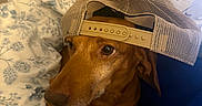 Sammy is registered to the contest to win money with this photo: dog, dachshund, pet, cap, hat, couch, blanket, indoor, brown_dog, canine, animal, mesh_cap, resting, portrait, closeup, fur, ears, paw, looking_away, casual