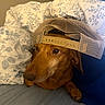 dog, dachshund, pet, cap, hat, couch, blanket, indoor, brown_dog, canine, animal, mesh_cap, resting, portrait, closeup, fur, ears, paw, looking_away, casual