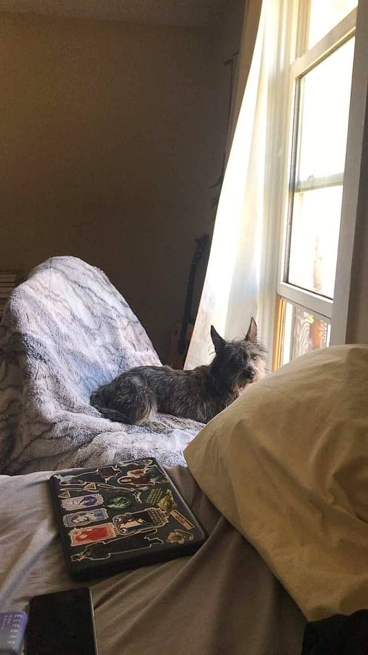 Monty is registered to the contest to win money with this photo: bed, bedding, bedroom, carnivore, cat, comfort, felidae, flooring, fur, grey, hardwood, linens, small_to_medium_sized_cats, sunlight, tail, textile, tints_and_shades, whiskers, window, wood