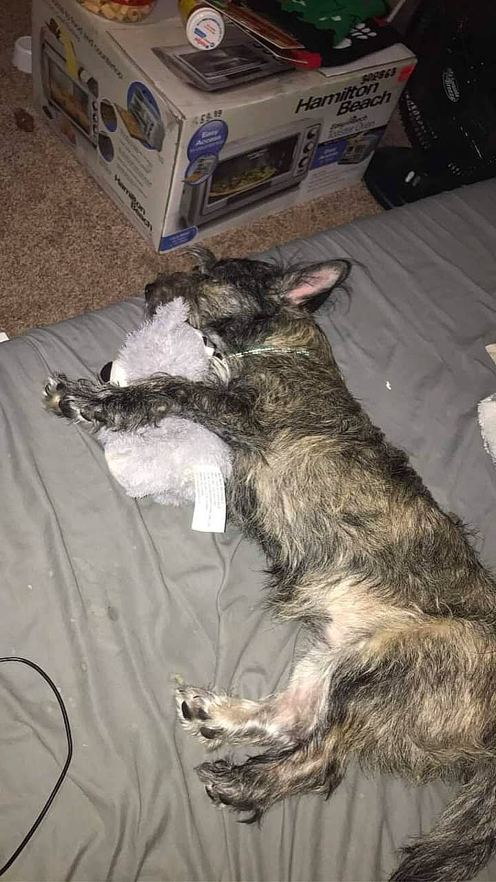 Monty joined the competition — help win amazing prizes! box, carnivore, comfort, companion_dog, dog, dog_breed, fur, schnauzer, sporting_group, tail, terrier, treeing_tennessee_brindle