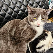 Alex joined the competition — help win amazing prizes! cat, grey_cat, black_and_white_cat, leather_chair, indoor, furniture, cardboard_boxes, relaxed, sitting, lying_down, pet, fur, whiskers, eyes, ears, coat, domestic_animal, household, resting, comfortable