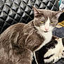 cat, grey_cat, black_and_white_cat, leather_chair, indoor, furniture, cardboard_boxes, relaxed, sitting, lying_down, pet, fur, whiskers, eyes, ears, coat, domestic_animal, household, resting, comfortable