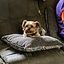black, blanket, brown, comfort, cozy, cushion, dog, fabric, fur, home, indoor, leather_chair, orange_clothing, person_partial, pet, purple_clothing, relaxing, resting, seated, small_dog
