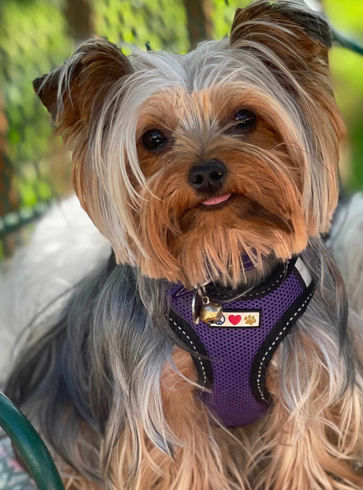 Paisley is registered to the contest to win money with this photo: dog, yorkshire_terrier, pet, close_up, purple_harness, fur, tongue_out, cute, animal, outdoor, green_background, portrait, small_dog, fluffy, canine, friendly, companion, domestic_animal, muzzle, ears