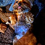 dog, pet, lying_down, tongue_out, fluffy, cute, animal, brown_fur, small_dog, indoor, blanket, toy, cozy, relaxed, fur, paw, sleepy, companion, cute_pet, adorable