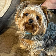 Paisley is registered to the contest to win money with this photo: dog, small_dog, yorkshire_terrier, pet, fur, indoors, carpet, dog_bed, foot, shoe, black_shoe, silver_strap, animal, cute, looking_up, close_up, domestic_animal, companion, furry, canine