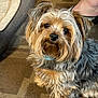 dog, small_dog, yorkshire_terrier, pet, fur, indoors, carpet, dog_bed, foot, shoe, black_shoe, silver_strap, animal, cute, looking_up, close_up, domestic_animal, companion, furry, canine