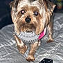 Paisley is registered to the contest to win money with this photo: dog, small_dog, pet, yard, fur, sweater, bedspread, remote_control, indoor, curious, closeup, animal, canine, cute, companion, mammal, domestic_animal, friendly, looking, cozy
