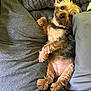 Paisley joined the competition — help win amazing prizes! animal, black_fur, brown_fur, comfortable, companion, couch, cozy, cute, dog, ears, fur, indoor, looking_up, lying_down, paw, pet, pillows, relaxed, resting, small_dog