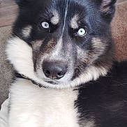 Arlo is registered to the contest to win money with this photo: dog, husky, blue_eyes, close_up, indoor, fur, black_and_white, pet, canine, animal, portrait, relaxed, furniture, crate, floor, ears, nose, whiskers, living_room, domestic