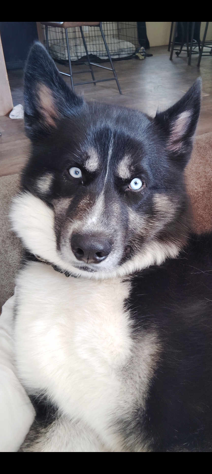 Arlo