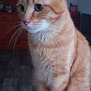 Chouchou participe au concours pour gagner de l'argent avec cette photo : cat, orange_tabby, pet, feline, whiskers, ears, table, indoor, wooden_furniture, curious, sitting, animal, domestic, fur, portrait, eyes, closeup, home, cozy, quiet