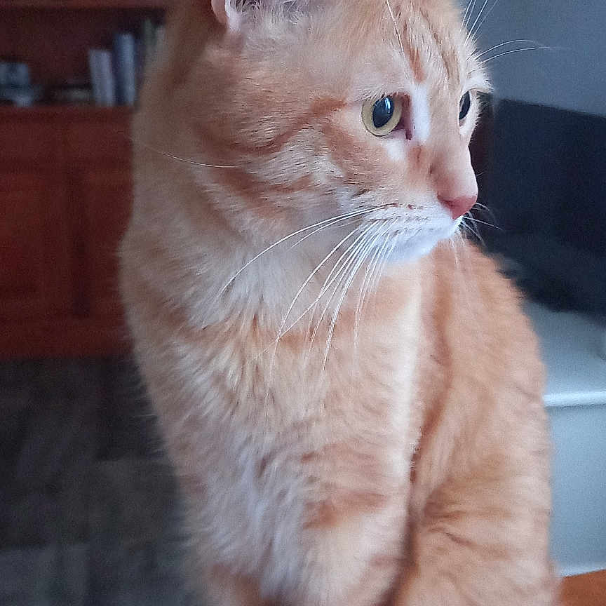 Chouchou a rejoint le concours — aidez-le/la à gagner de superbes lots ! animal, cat, closeup, cozy, curious, domestic_cat, ears, feline, fur, furniture, ginger_cat, household, indoor, living_room, pet, side_view, sitting, table, whiskers, wood