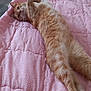 Chouchou participe au concours pour gagner de l'argent avec cette photo : cat, orange_tabby, pet, bed, pink_quilt, polka_dot, stretching, feline, indoor, cozy, fur, whiskers, relaxed, sleepy, paws, bedroom, floor, furniture, natural_light, cute