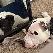 Lucy joined the competition — help win amazing prizes! animal, black_patch, calm, canine, carpet, cloth, collar, dog, floor, indoor, looking, lying_down, mirror, pet, reflection, relaxed, resting, side_view, white_dog, wooden_furniture