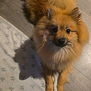 Azzaro participe au concours pour gagner de l'argent avec cette photo : dog, pomeranian, fluffy, pet, indoor, floor, blanket, brown, curled_tail, animal, cute, looking_up, small_dog, fur, companion, domestic, canine, home, friendly, curious