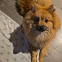 dog, pomeranian, fluffy, pet, indoor, floor, blanket, brown, curled_tail, animal, cute, looking_up, small_dog, fur, companion, domestic, canine, home, friendly, curious