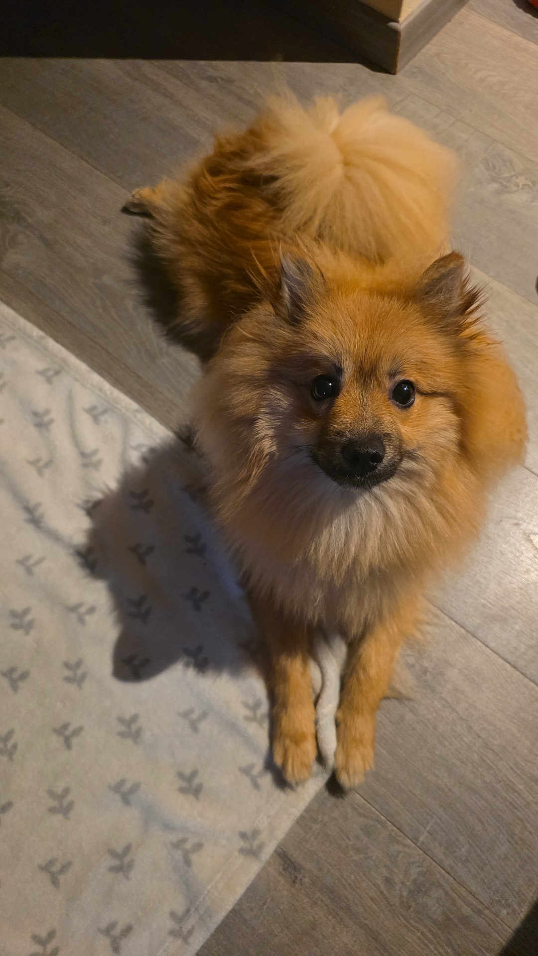 Azzaro participe au concours pour gagner de l'argent avec cette photo : dog, pomeranian, fluffy, pet, indoor, floor, blanket, brown, curled_tail, animal, cute, looking_up, small_dog, fur, companion, domestic, canine, home, friendly, curious