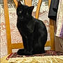 cat, black_cat, chair, wooden_chair, cushion, patterned_cushion, lace_curtain, indoor, pet, animal, furniture, sitting, domestic, blurred, furry, tail, ears, quiet, resting, home