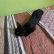 Night is registered to the contest to win money with this photo: cat, black_cat, bed, quilt, pattern, striped, indoor, pet, resting, sleeping, feline, animal, furry, home, cozy, green_wall, brown, white, texture, soft