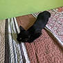 cat, black_cat, bed, quilt, pattern, striped, indoor, pet, resting, sleeping, feline, animal, furry, home, cozy, green_wall, brown, white, texture, soft
