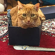 Orange joined the competition — help win amazing prizes! cat, ginger_cat, box, carpet, indoor, pet, animal, curious, feline, whiskers, floor, furniture_leg, cushion, patterned_rug, closeup, domestic_cat, relaxed, looking, small_box, wood_floor