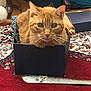 cat, ginger_cat, box, carpet, indoor, pet, animal, curious, feline, whiskers, floor, furniture_leg, cushion, patterned_rug, closeup, domestic_cat, relaxed, looking, small_box, wood_floor