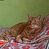Orange is registered to the contest to win money with this photo: cat, orange_tabby, indoor, quilt, floral_pattern, bed, resting, pet, feline, comfort, relaxed, cozy, animal, domestic_cat, cute, fur, whiskers, ears, paws, green_wall