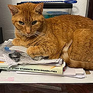 Orange is registered to the contest to win money with this photo: cat, ginger_cat, feline, pet, indoor, resting, desk, papers, books, clutter, orange_fur, whiskers, tail, animal, domestic_animal, looking, curious, relaxed, table, background