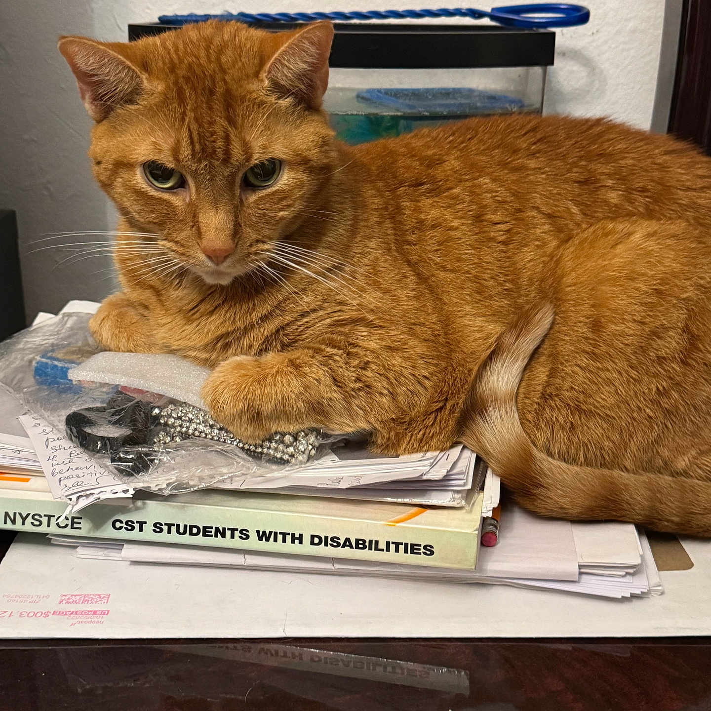 Orange is registered to the contest to win money with this photo: cat, ginger_cat, feline, pet, indoor, resting, desk, papers, books, clutter, orange_fur, whiskers, tail, animal, domestic_animal, looking, curious, relaxed, table, background