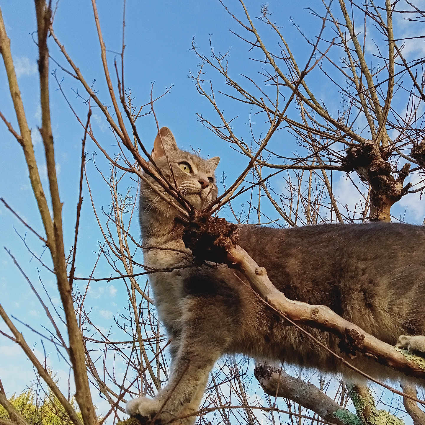 Chat-Ouille a rejoint le concours — aidez-le/la à gagner de superbes lots ! abyssinian, angora, animal, canine, cat, driftwood, egyptiancat, kitten, manx, ocelot, pet, plant, redwolf, siamese, tree, treetrunk, wolf, wood