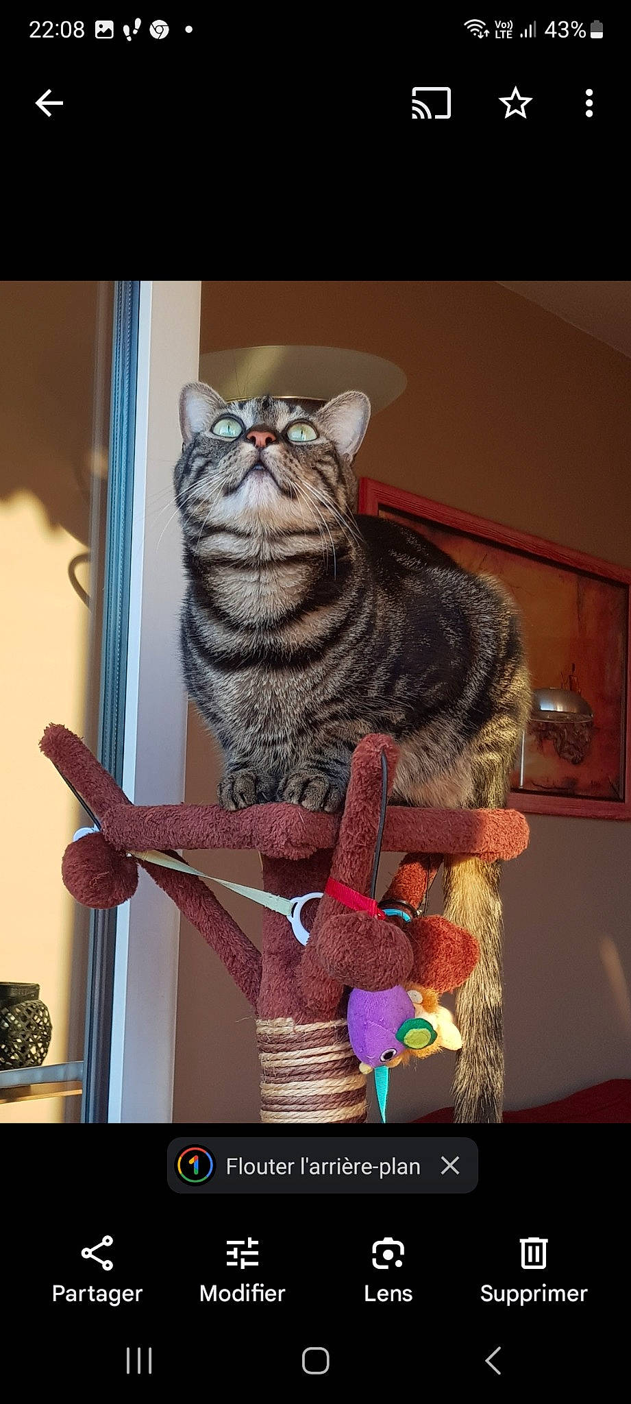 Ossia a rejoint le concours — aidez-le/la à gagner de superbes lots ! art, carnivore, cat, domestic_short_haired_cat, felidae, fur, hat, magenta, pattern, paw, small_to_medium_sized_cats, stuffed_toy, tail, thread, whiskers, window