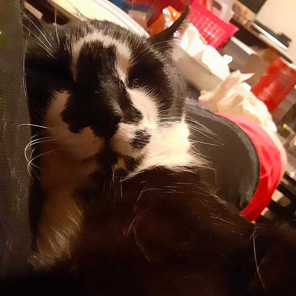 Tuxy
