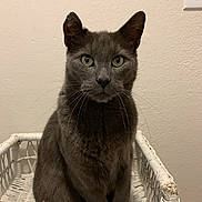 Church joined the competition — help win amazing prizes! animal, cat, closeup, curious, domestic_cat, feline, furniture, gray_cat, green_eyes, household, indoor, light_switch, looking_at_camera, pet, portrait, quiet, sitting, wall, whiskers, wicker_chair