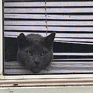 Church joined the competition — help win amazing prizes! animal, cat, closeup, curious, domestic_cat, ears, face, feline, glass, gray_cat, horizontal_blinds, indoor, looking, mesh, pet, screen, shadow, whiskers, window, window_sill