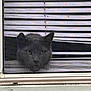 animal, cat, closeup, curious, domestic_cat, ears, face, feline, glass, gray_cat, horizontal_blinds, indoor, looking, mesh, pet, screen, shadow, whiskers, window, window_sill