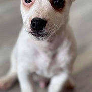 Stanley joined the competition — help win amazing prizes! animal, black_nose, brown_patch, close_up, cute, dog, domestic_animal, ears, face, floor, four_paws, fur, indoor, looking, pet, portrait, puppy, sitting, white_dog, young_dog